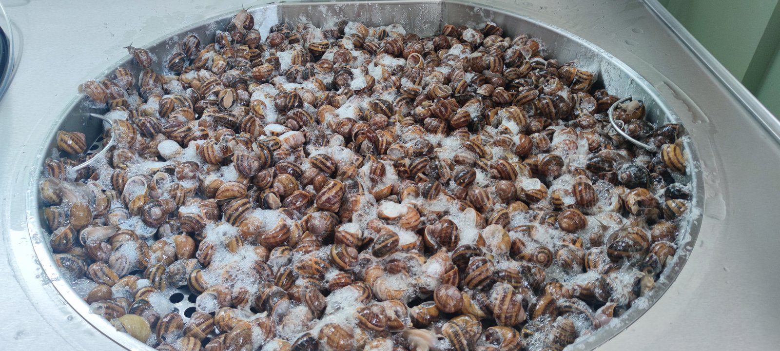 Lumache durante l'estrazione della bava